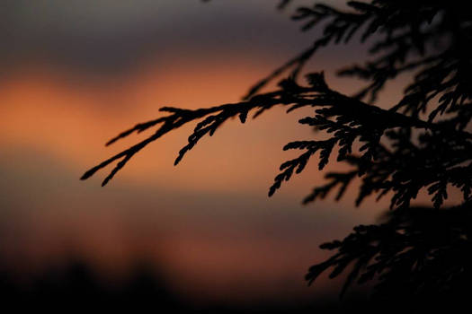 Sunset Leaves1