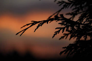 Sunset Leaves1