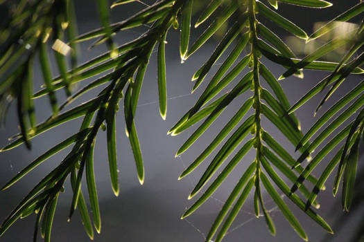 Beauty of Pine Leaves