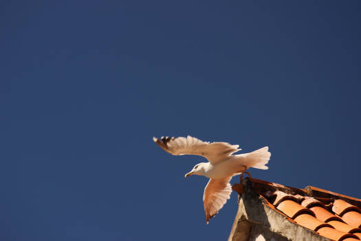 Seagull of Life