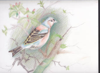 Chaffinch