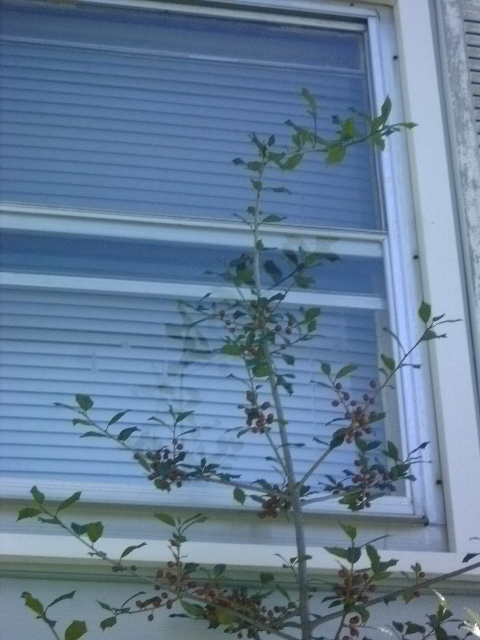 Holly by my window