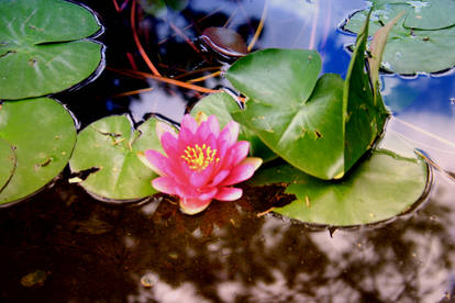 Water lily II