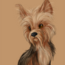 King - Yorkshire Terrier