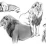 Lion sketches