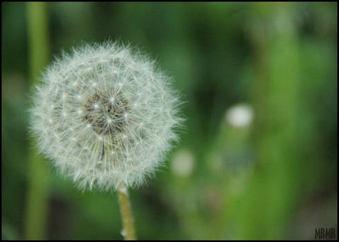 Dandelion