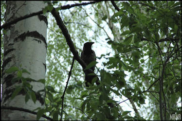 Stalky crow