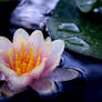 Water Lily