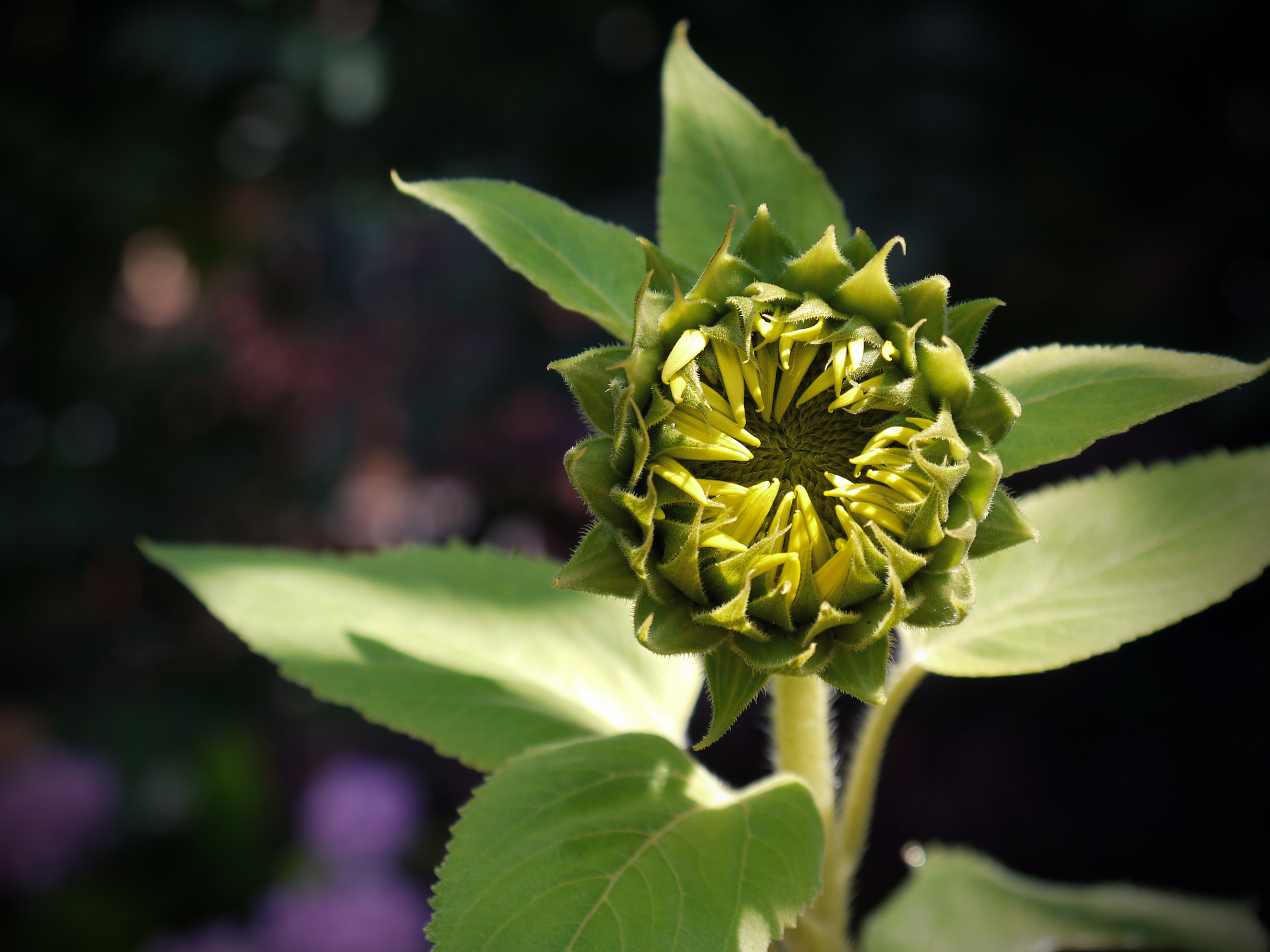 Young Sunflower