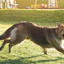 Running Shepherd