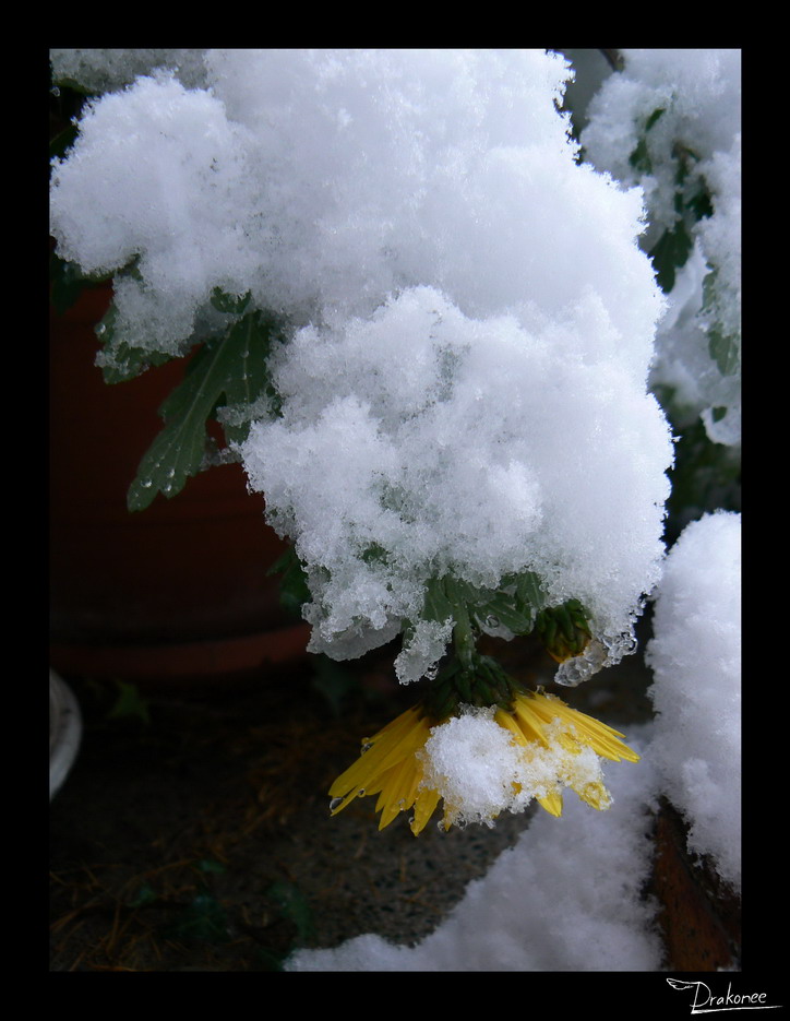 Little sun under snow