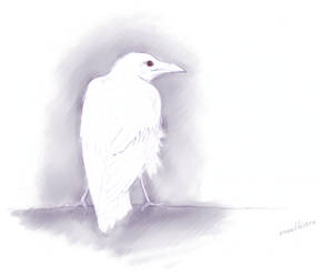 White crow