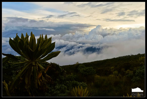 Frailejon at Nevado del Tolima