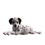 Puppy Stock Png 4