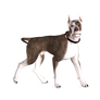 Dog Png Stock 3
