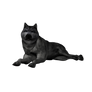 Wolf Png Stock 1