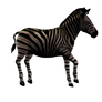 Zebra Mare Png Stock