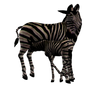Zebra Mare and Foal Png Stock