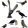 Misc Birds png stock 1