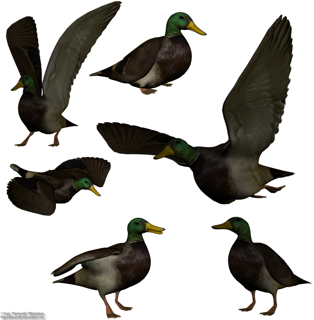 Mallard png stock