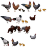 Chickens