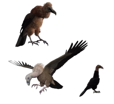 Vultures 1