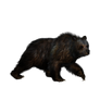 Bear 2