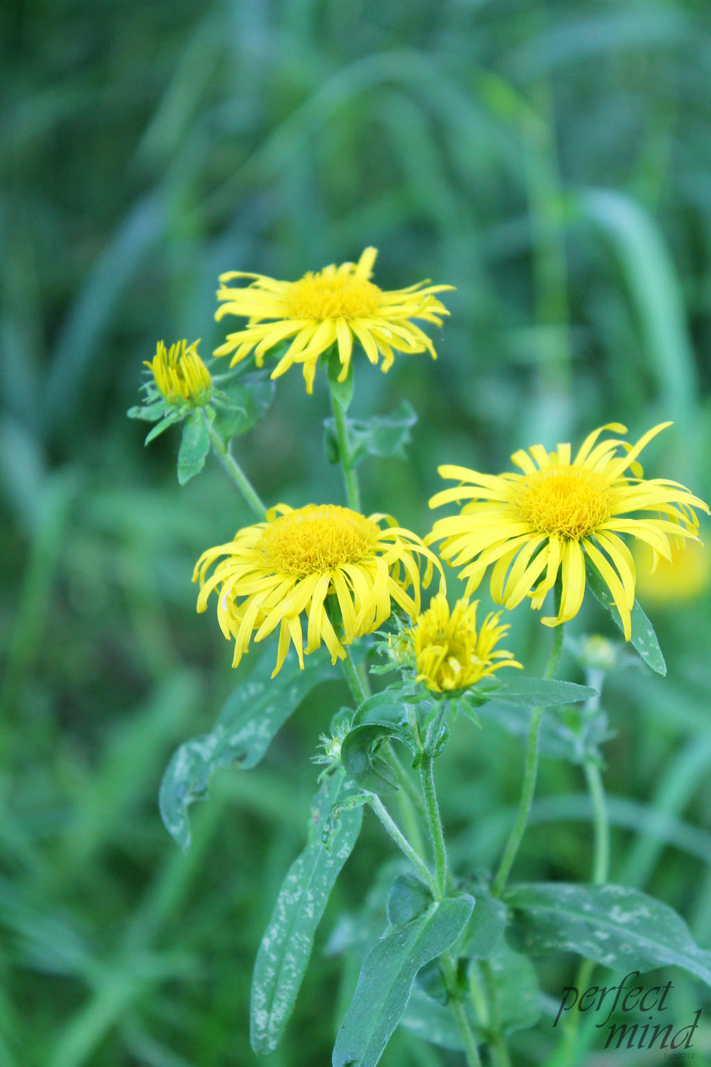 Telekia speciosa - Yellow Oxeye