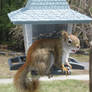 20090410 Squirrel Says Hi