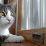 20040409 Kitty in the Window