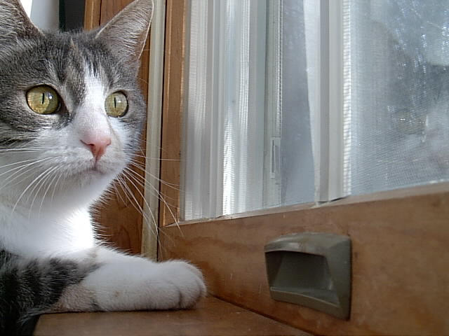 20040409 Kitty in the Window