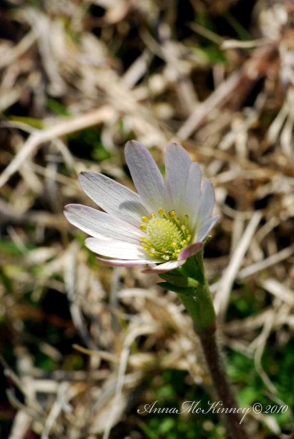 White Flower