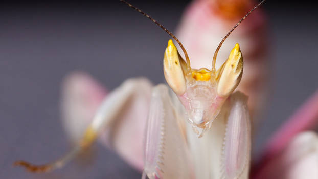 Orchid Mantis