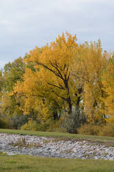 Autumn Trees