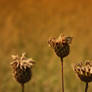 lonely plants