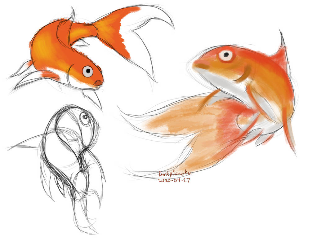 Goldfish Sketches By Darkpikachu On Deviantart Goldfish Sketches By Darkpikachu On Deviantart