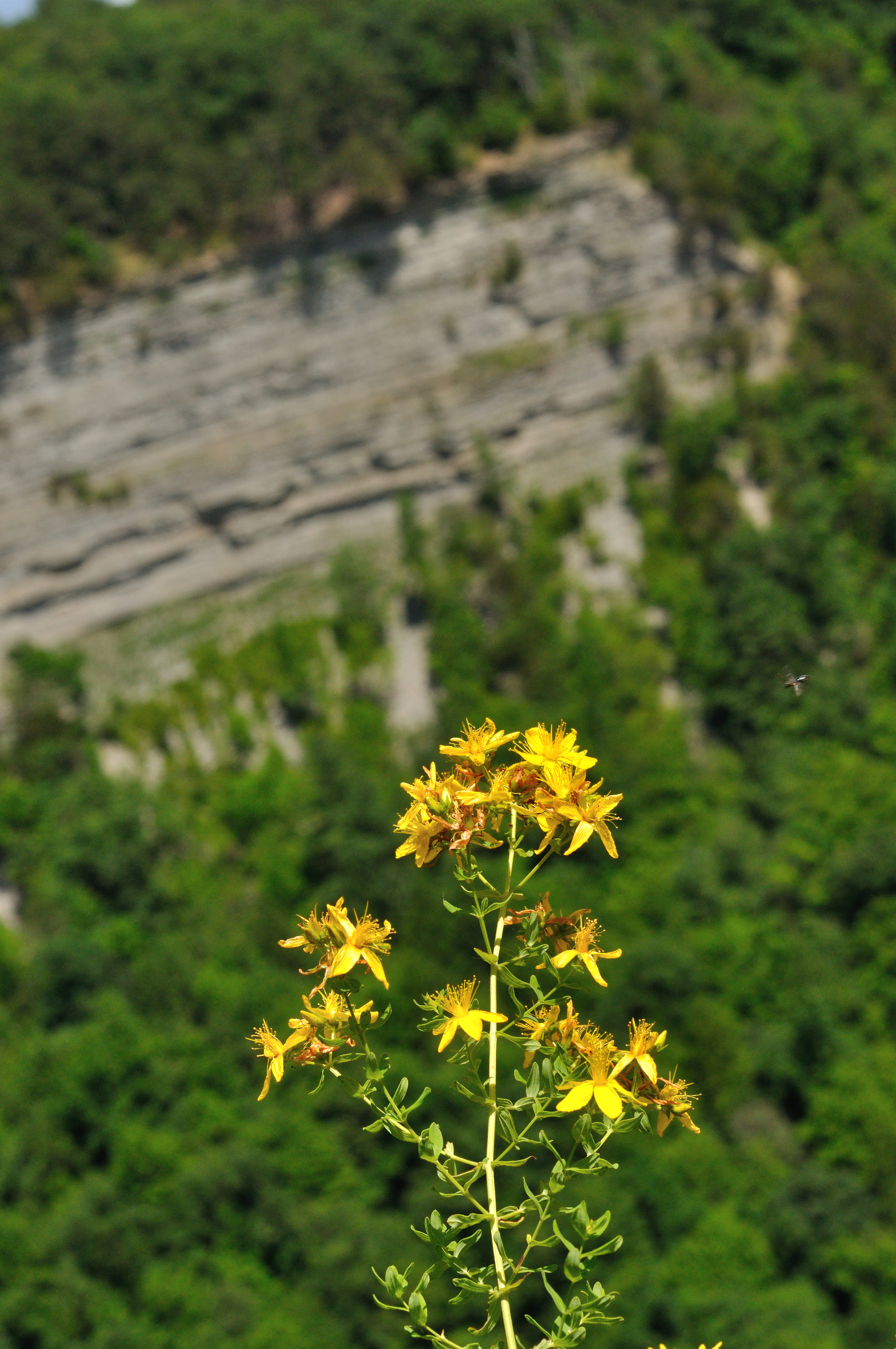 Wild Flower