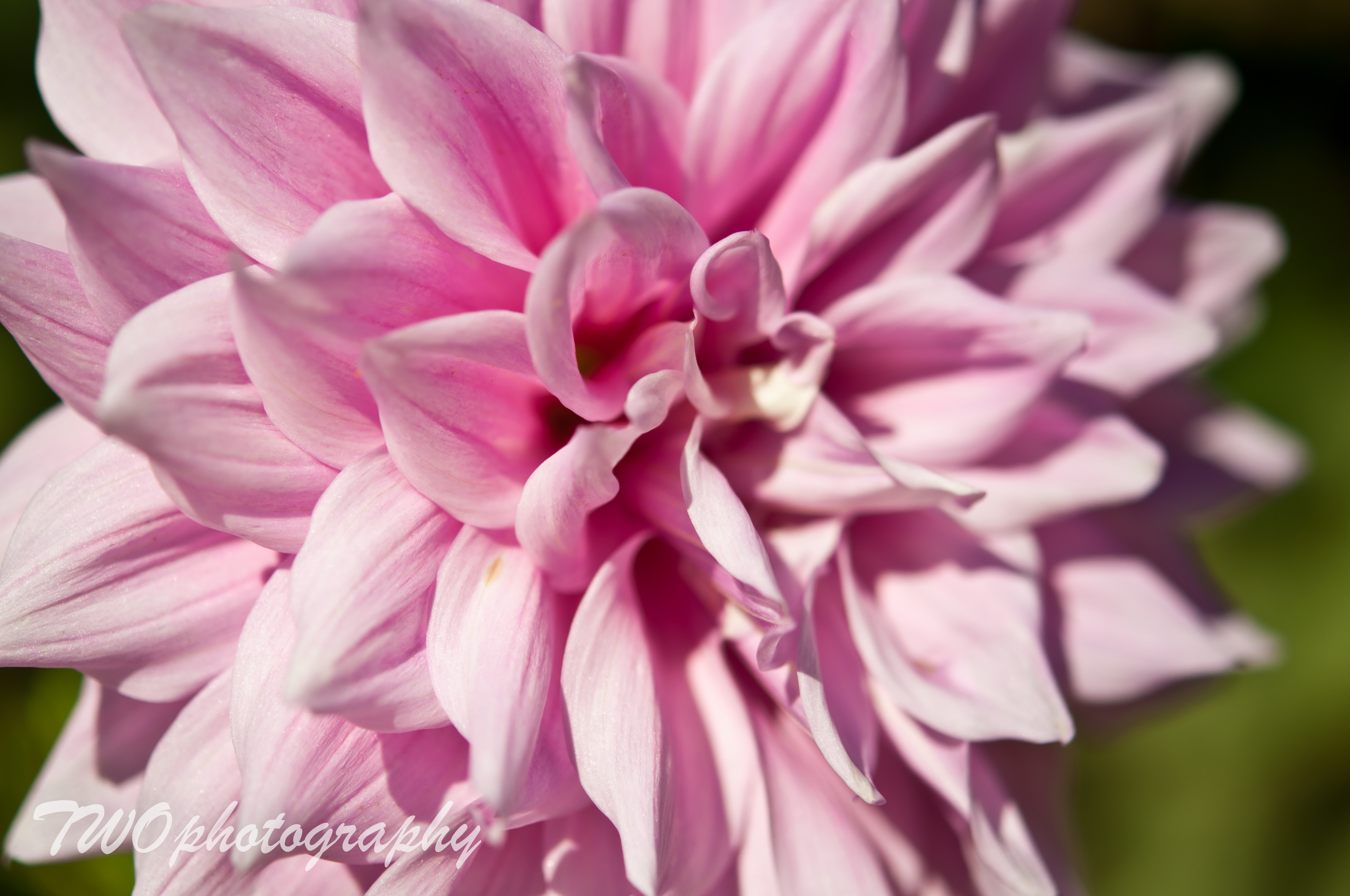 Pink Flower