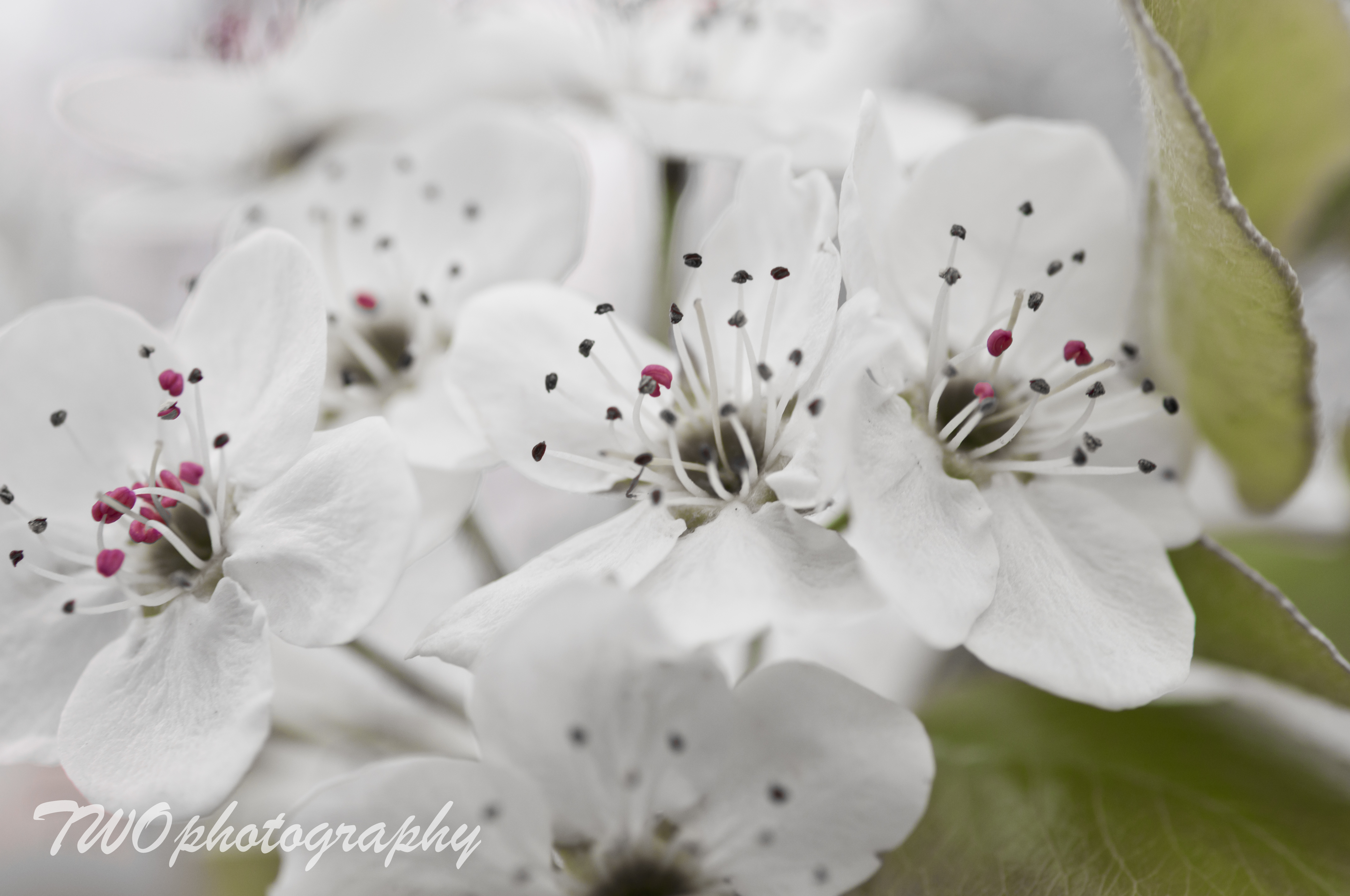 Pear Tree Blossom