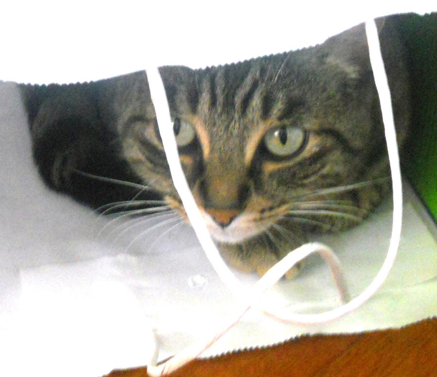 Who Put The Cat In The Bag?
