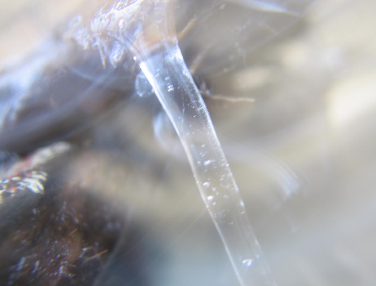 bubbles in ice