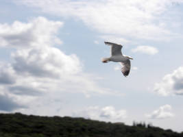 Seagull in Croatia