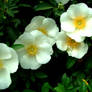 Cherokee Rose no.1