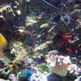 Sea life 046
