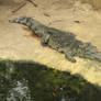 Reptiles 015
