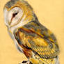 Barn Owl