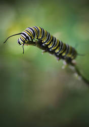 Monarch Caterpillar