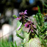 Purple deadnettle (Lamium purpureum)