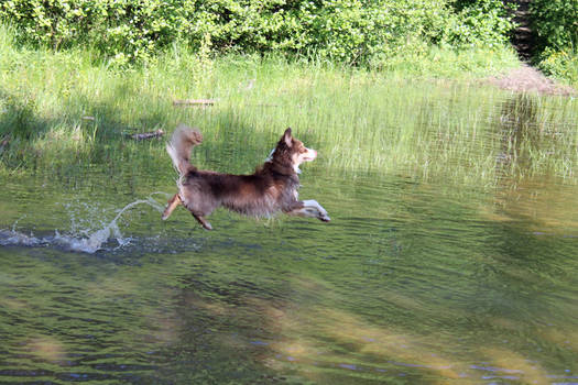 The Jesus Dog