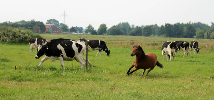 Pony vs Kuh